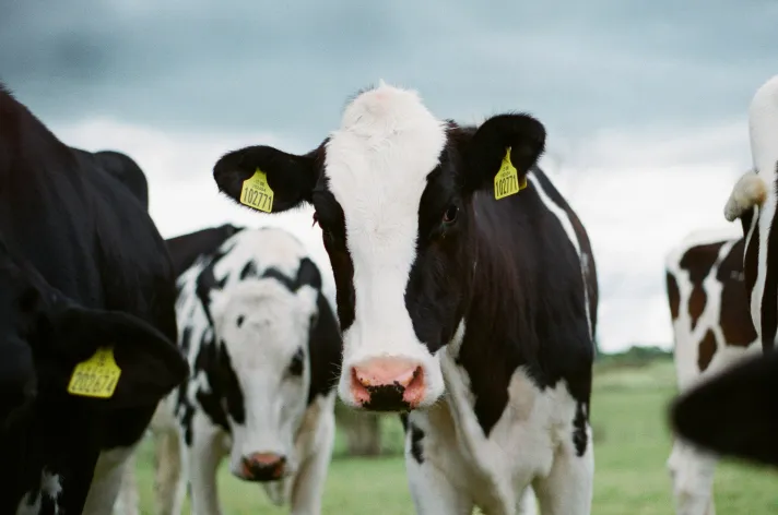 Farm cows